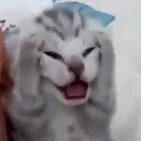 cat_oh_no Discord Emoji - ''₊🌷⁺ Ask To DM ❥ Egirls ❥ ACTIVE Vcs ❥ Nitro ❥ Friends ❥ Tags ❥ Hangout ❥ Ask2DM ❥ Sfw ❥ Non Dating
