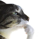 ponderkitty Discord Emoji | phantom thieves