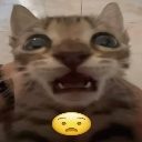 shockedcat custom emote | Goober N' Chill 🐌