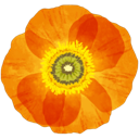 A bright orange poppy flower with a yellow and green center.