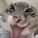 freakycat Discord Emoji - Jushoka