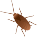 roach Discord Emoji from /𝙀𝙘𝙡𝙞𝙥𝙨𝙚