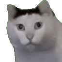 cat_huh animated Discord emote - kriguG