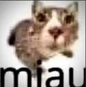 Cat face distorted by a wide-angle lens with the text miau below it.