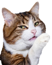 94 Discord Emoji | 🦄🌸Gatos Cósmicos🌸🦄