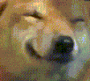 dog_smile animated GIF emoji - NitroLoot | Free Nitro Giveaways &  Community