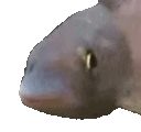 BopFish animated emote from Dadscord | Active VC Discord • SFW • Anime • Chill • Social • Emojis • VC • Active Voice Chat