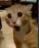 angry_cat Discord Emoji | KXH SV