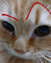 cat_therocklook Discord Emoji - 𝕊ℙ𝔸ℂ𝔼