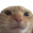 catsosad Discord Emoji - 𝘙𝘌𝘈𝘓𝘐𝘛𝘠 𝘈𝘞𝘈𝘐𝘛𝘚... but after 24.7