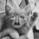 hitlercat custom emote from 𝓣𝓱𝓮 𝓛𝓞𝓤𝓝𝓖𝓔