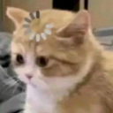 c26b845cee0f2f448c58d58a6368142e custom emote - ✩˚｡⋆Apophenia⋆.ೃ✧