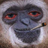 smonkey Discord Emoji - Extinction of the Exaverse