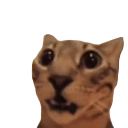catsurprised Discord Emoji | Study Space