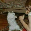 A white cat standing on its hind legs in a boxing stance facing a person's hands.