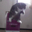 Cat_Fall animated emote from Geometry Dash Avenue
