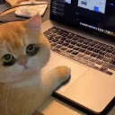 Ginger cat with wide eyes staring intently at a laptop keyboard.