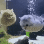 puffercat animated GIF emoji from ᏋᒪITᙓ