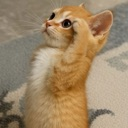A small orange kitten standing on its hind legs and raising one paw to its head in a salute.