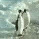 penguin animated GIF emoji from Bloomy