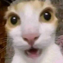 surprised_cat custom emote from Besties Community