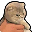 catangry Discord sticker | ⁽¹⁸⁺⁾ miao ୨ৎ