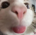 sillykitty custom emote - The Litter Box
