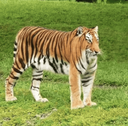 A tiger standing in green grass looking off to the side.