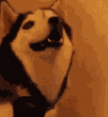 HappiDog animated GIF emoji from Niveous Gaming