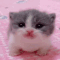 Kitten with wide, sad eyes looking directly at the camera against a pink background.