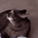 34636catalert animated GIF emoji | The Nerd Dungeon: LGBTQ+, Dating, 18+, and Dungeons