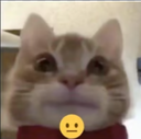 Cat with a wide-eyed blank stare and a neutral face emoji overlay.