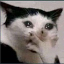 ShockedCat custom emote | Talking buddies