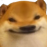 Shiba Inu dog with a distorted, smug, and mischievous facial expression.