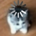 A blurry kitten with a white loading spinner icon rotating above its head.