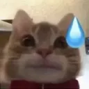 CatS custom emote | 冲浪TV