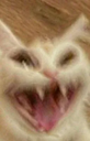 cat_ahhaha custom emote - דושי גאנג