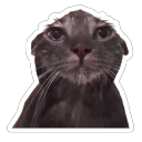 emoji_18 Discord Emoji - ✧･ﾟ: ✧ 𝑺𝒕𝒂𝒓𝑬𝒏𝒕𝒆𝒓𝒏𝒂𝒍 ✧ :･ﾟ✧