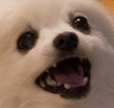 kek Discord Emoji - 🔥🔞 Canto da Putaria 🔥🔞