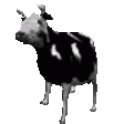 cowJAM animated Discord emote from bộ tộc ciệt đập chai