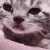 Cat with a sad, teary-eyed expression looking directly at the camera.