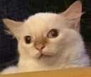 dumb_cat Discord sticker | Cozy Cavern