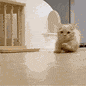 CatRun animated Discord emote | Vortex Gaming