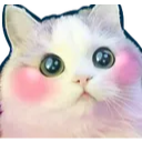 CatCute Discord Emoji - DM Request 📪 ⌇ Ask To DM & Chatting ⌇ Non Dating ⌇ Social ⌇ Friendly ⌇ Nitro ⌇Non Toxic