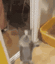 dancecat animated GIF emoji | No-Sell Jobbers🤼