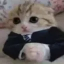 A small kitten wearing a black suit and blue tie with its paws clasped together in a serious, professional manner.