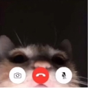FaceTime_Kitty custom emote | The 1woners