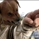 dog custom emote from Phà Miền Tây V1🛳