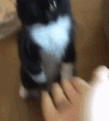 cat_highfive animated Discord emote | 🪩・𝑫𝒊𝒔𝒄𝒐'𝒔 𝑷𝒂𝒍𝒂𝒄𝒆 18+・🪩
