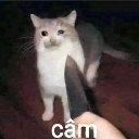 A cat looking worried while a hand holds a knife toward it with the text câm at the bottom.